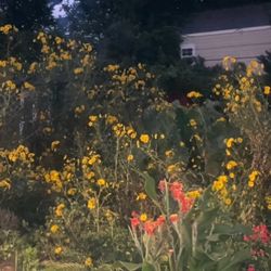 Swamp sunflowers $15