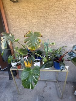 Plant Lot