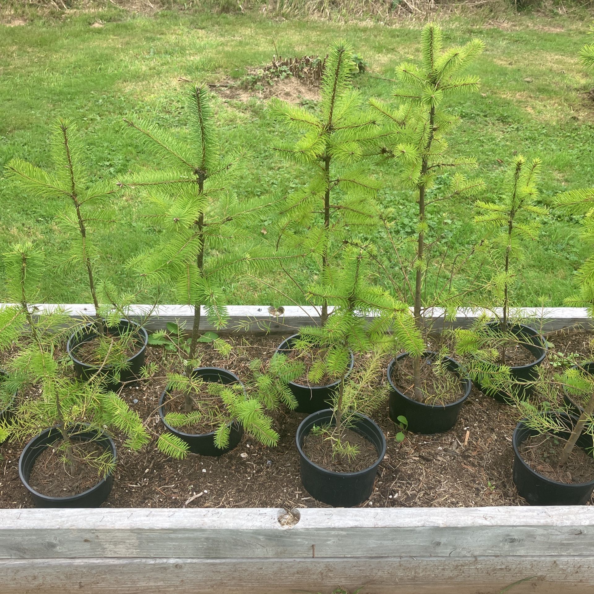 Tree Plants