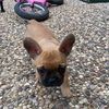 Charlie
