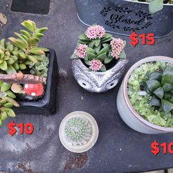 PLANT SALE SUNDAY IN SAN LORENZO..HUNDREDS TO CHOOSE FROM..STARTS AT 1PM SUNDAY