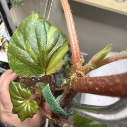 RARE Varigated Cucullata