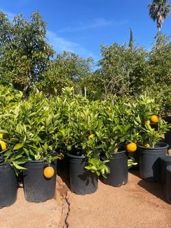 5 Gallon Size- Fruiting Age- Citrus Trees-