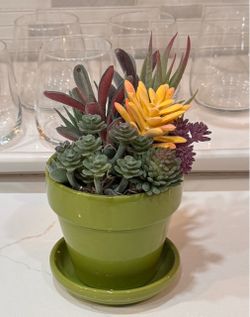 Potted Faux succulents