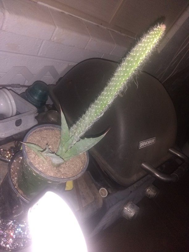 To Succulent Plants In A 4-in Pot