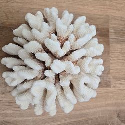 Real coral $50, & other coastal beach things