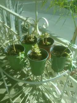 Succulents