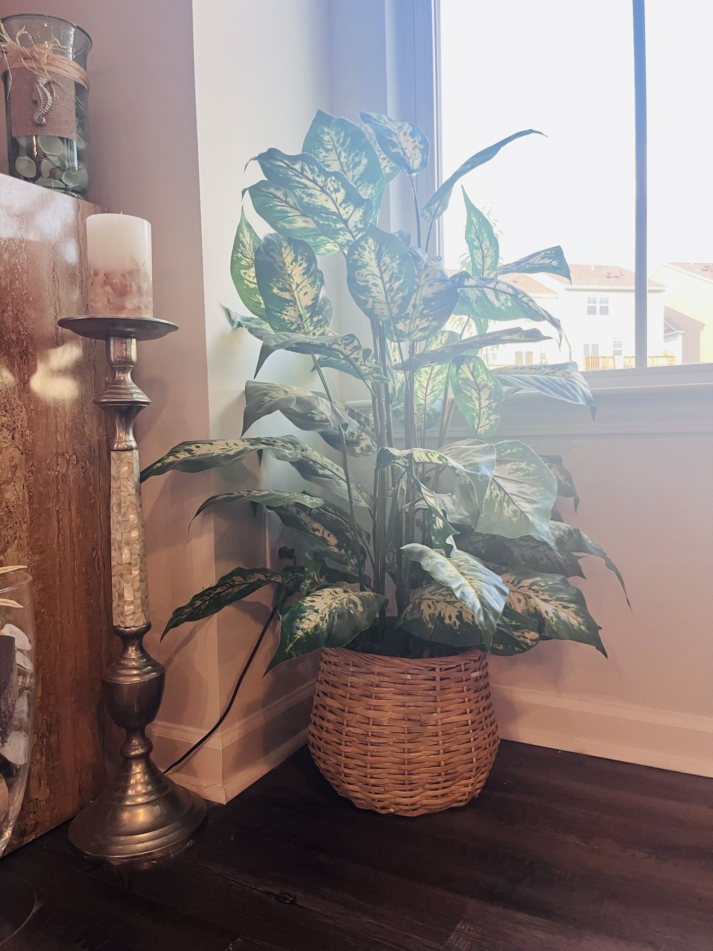 Beautiful Full Leafy Indoor Plant