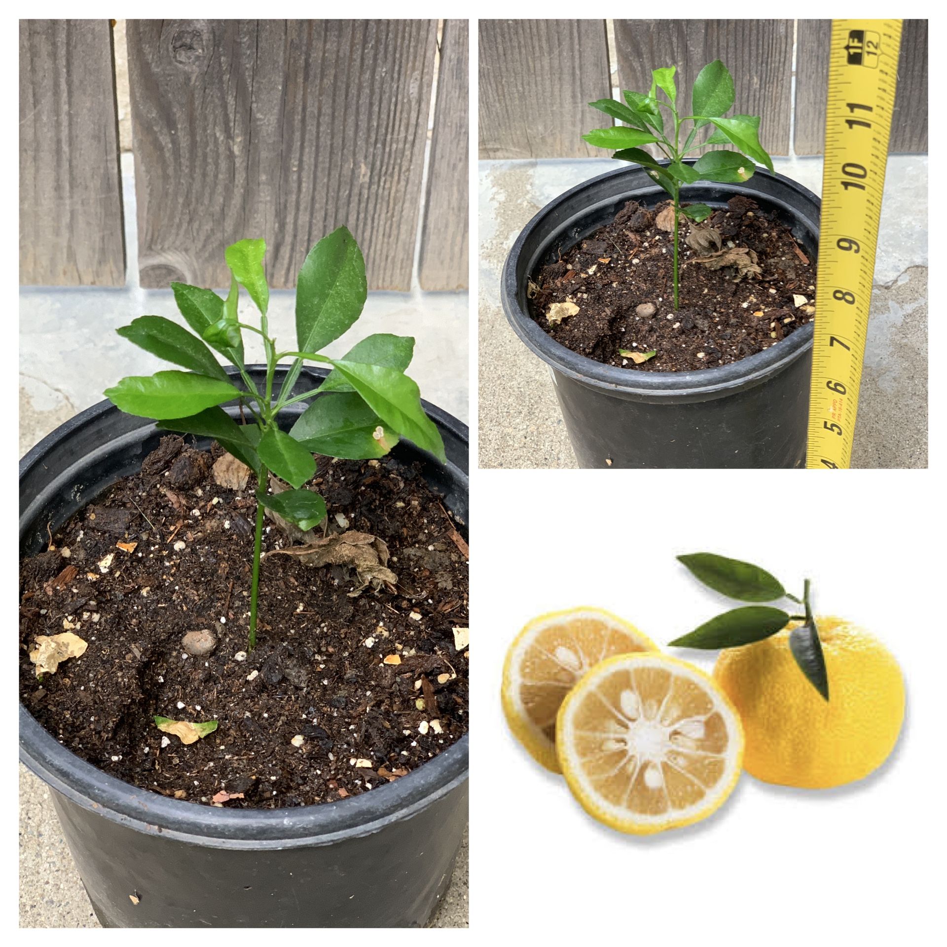 Yuzu Citrus Live Fruit Tree in 1 Gallon Pot  Cash only  Pick up in North San Jose, By appointment only  Fist come first serve  All Sales Final, no ref