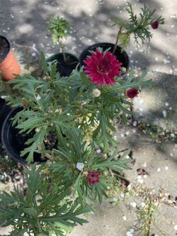 Real Plant Daisy