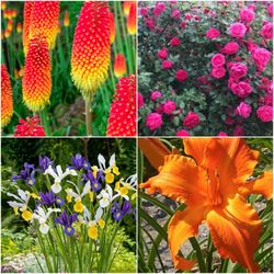 Flower/ plant sale 2$,5$,10$