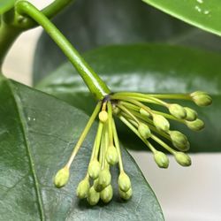 Hoya Multiflora Will Bloom