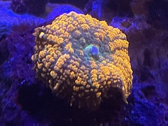 Coral