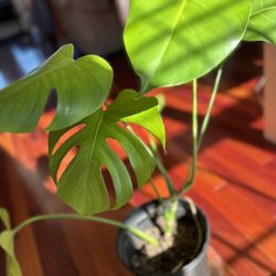 Monstera Deliciosa 🌿
