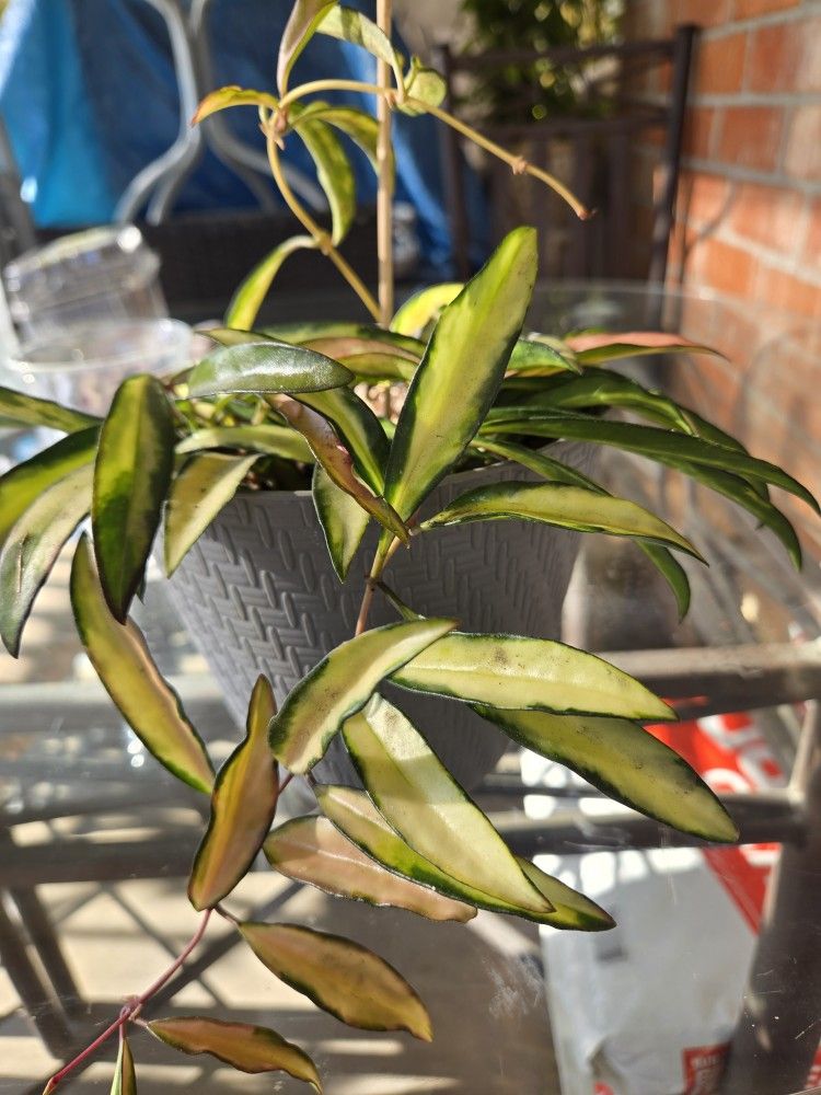 Hoya Wayetii Variegated