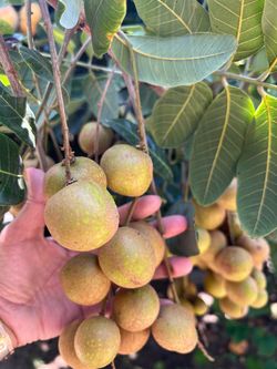 LT1 Jumbo Variety Longan Fruit LARGE Tree - 龙眼树 HAS FRUITS