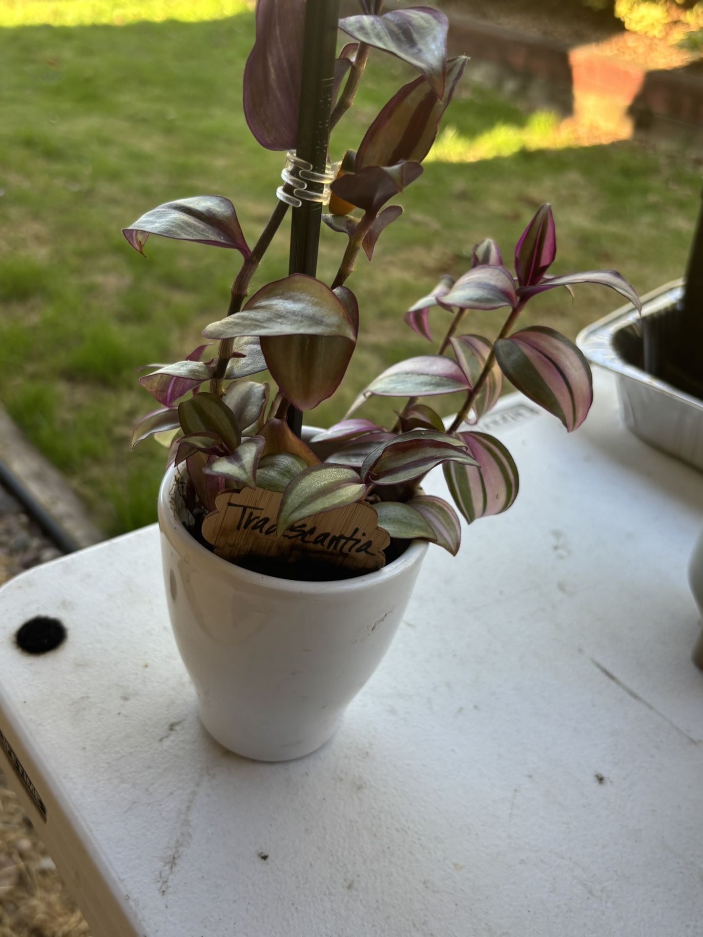 Purple Silver Tradescantia In A White Ceramic Pot