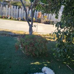 Big Plant