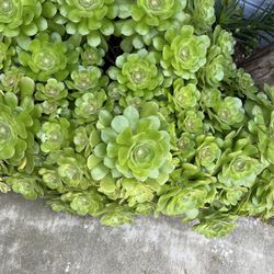 Aeonium Succulent Plant 