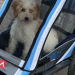 Dog Bike Trailer / Pet Carrier - Like New / Used Twice