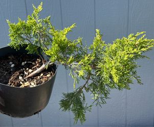 Tecate Juniper Pre Bonsai Tree