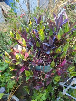 Suculenta morado