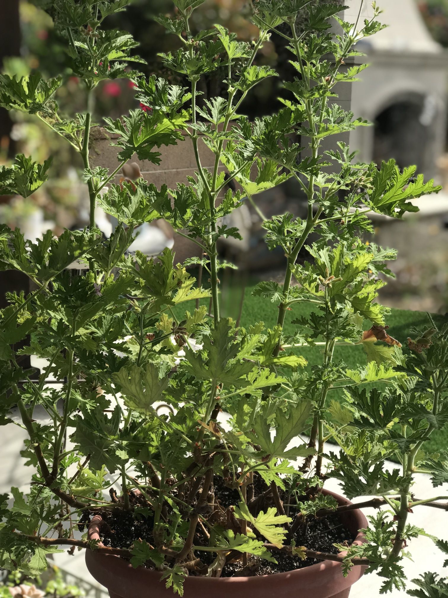 $8 Citronella Plant
