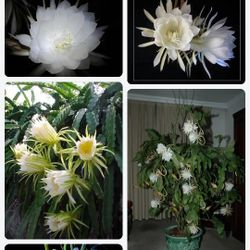 Rare plant about blooming-queen of night 10+buds 