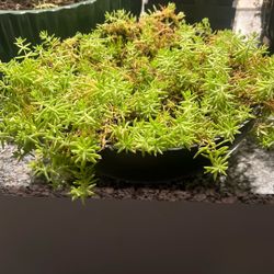 Ground Cover Plant 