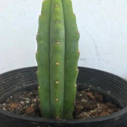 Trichocereus pachanoi varigata