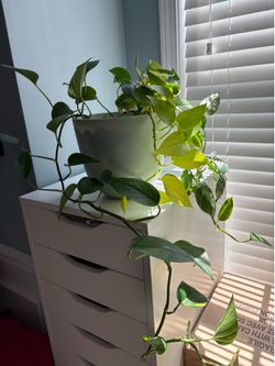 Philodendron Pothos Live Green Plant in Self-Watering Pot