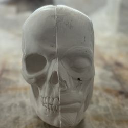 Human Anatomy Live Size Scull