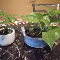 Two Pothos Plants 