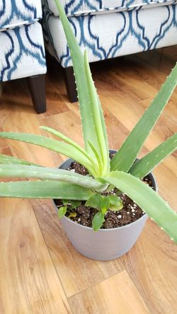 Aloe vera Healthy and best air purifying house plant in the new pot