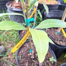 Learn When And How To Plant Mangoes, Free