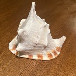 Large Queen Helmet Conche Shell