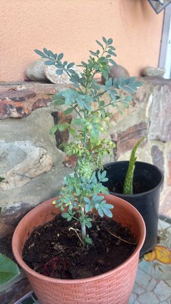 Rue plant