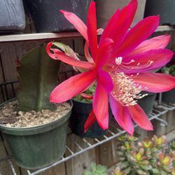 Orchid Cactus Bloom Now 