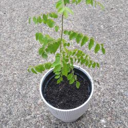 Organic Curry Leaf Murraya Koenigii Indian Sweet Neem Live Herb Plant 6”pot 14” Tall