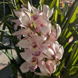 Cymbidium Orchid