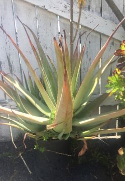 Aloe Vera