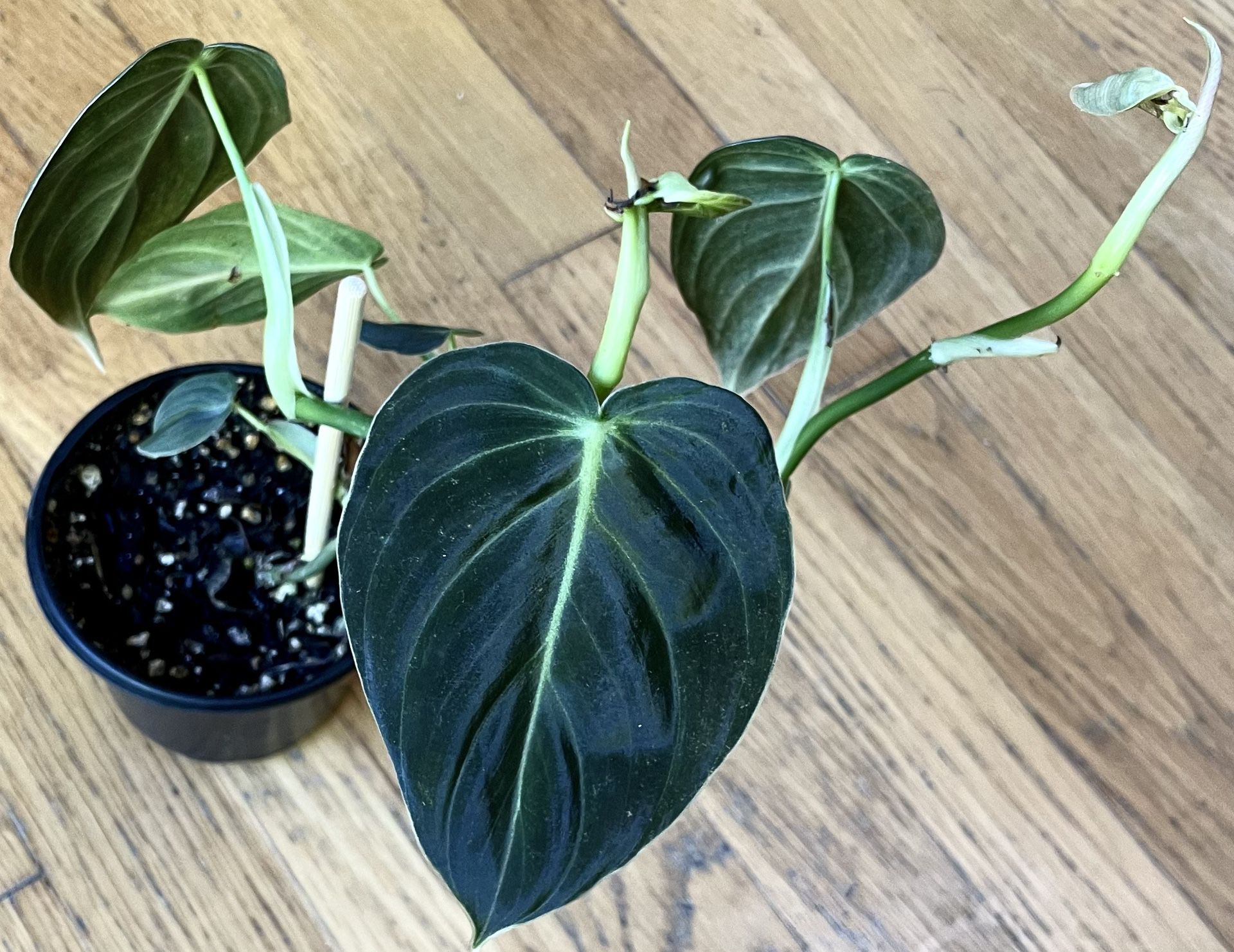 Rare Black Gold Philodendron 🖤 Plant / Spring Sale / Free Delivery Available 