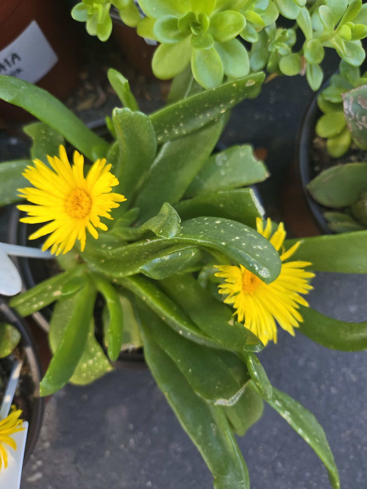 Glottiphyllum longum and stand alone succulents at lower than retail prices
