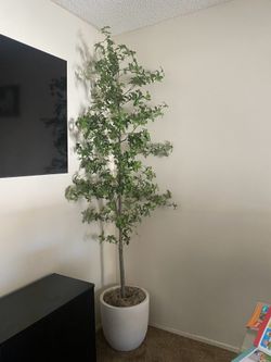 8ft plant with pot