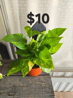 Pothos