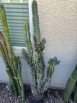 🌵 5 Foot Tall Blue Monstrose Cereus Cactus🌵