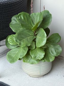 Live tropical plants
