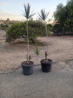 Tall Dracaena Trees