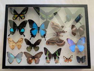Large Framed Real Butterfly & Moth Taxidermy Collection - 14 Specimens