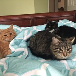 Queen Sleigh bed (minus Cats)